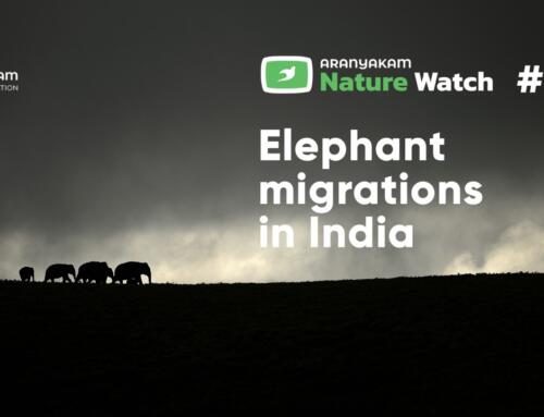 Elephant Migrations in India