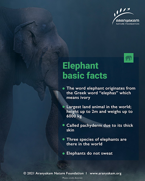 World Elephant Day - Basic facts - Aranyakam Nature Foundation