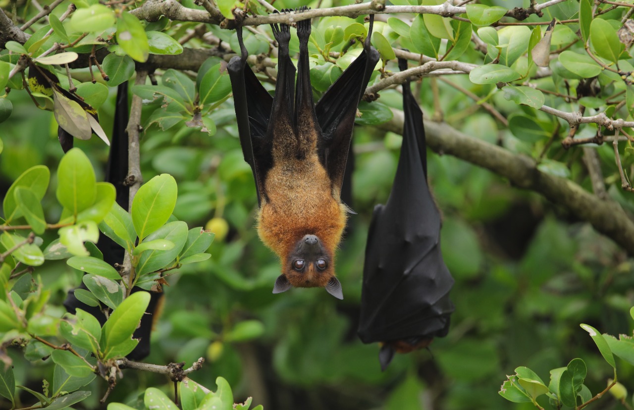 Indian Flying Fox_Abhithi Perambra