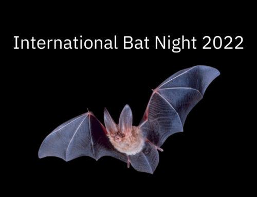International Bat Night 2022 – Importance and basics about bats