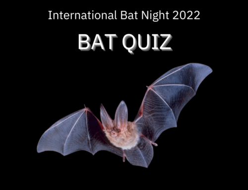 International Bat Night: Quiz – Test your knowledge