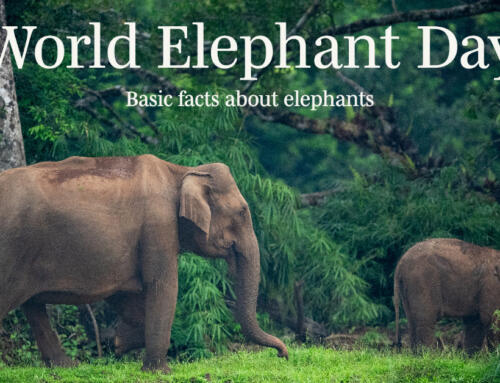 World Elephant Day – Basic facts