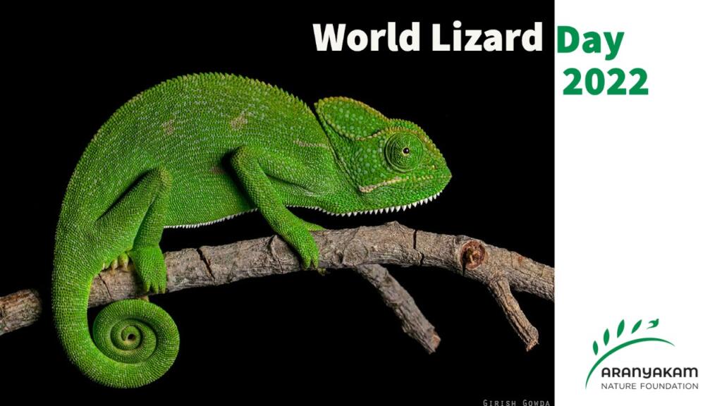 World Lizard Day An introduction to lizards Aranyakam Nature Foundation