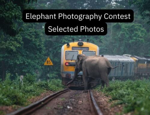 World Elephant Day Photography competition: Final Round Photos