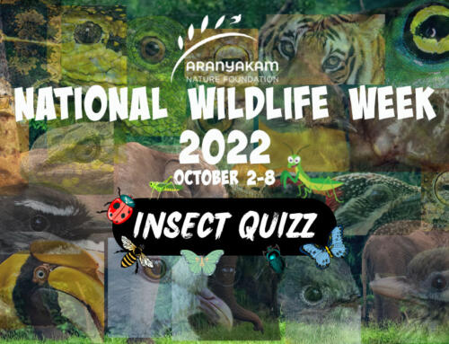 National Wildlife Week 2022 – Insect Quiz