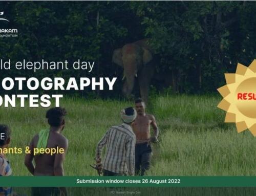 World Elephant Day Photography Competition Results